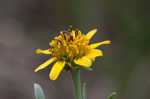 Bushy seaside tansy